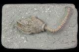 Bargain Macrocrinus Crinoid Fossil - Crawfordsville, Indiana #68477-1